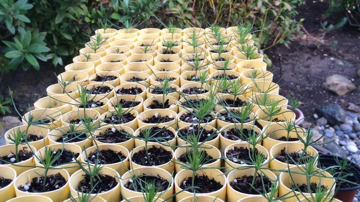 The Cambria Garden Club received 10 racks of 98 growing cells each to plant in an effort to help replenish the Monterey pine forest.