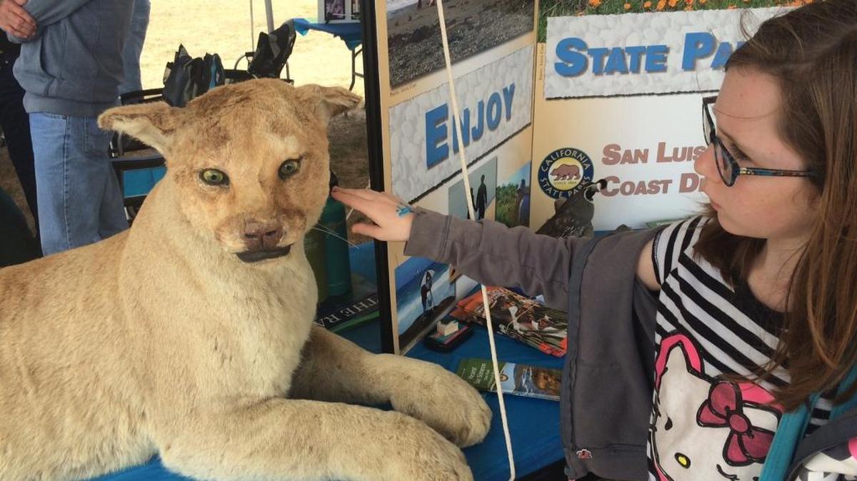 Sienna Chase, 10, was fascinated by the mountain lion, part of the State Parks exhibit at the Coastal Discovery Fair on Saturday, Aug. 26, at Hearst San Simeon State Park.