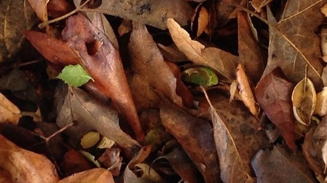 Do you think ‘Eww!’ when we say compost? Here’s how to make it (dare we say) digestable
