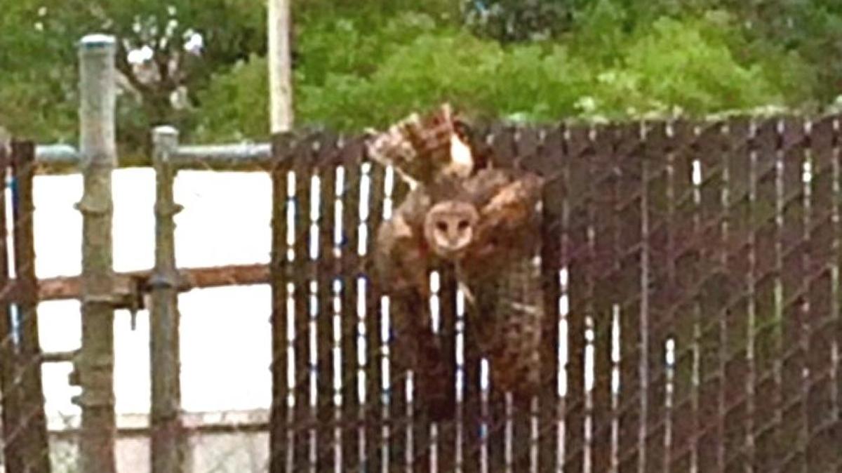 A barn owl is seen caught in the chain link fence near the Coast Union baseball field Sunday, June 12. The bird had to be euthanized because its leg was severed.
