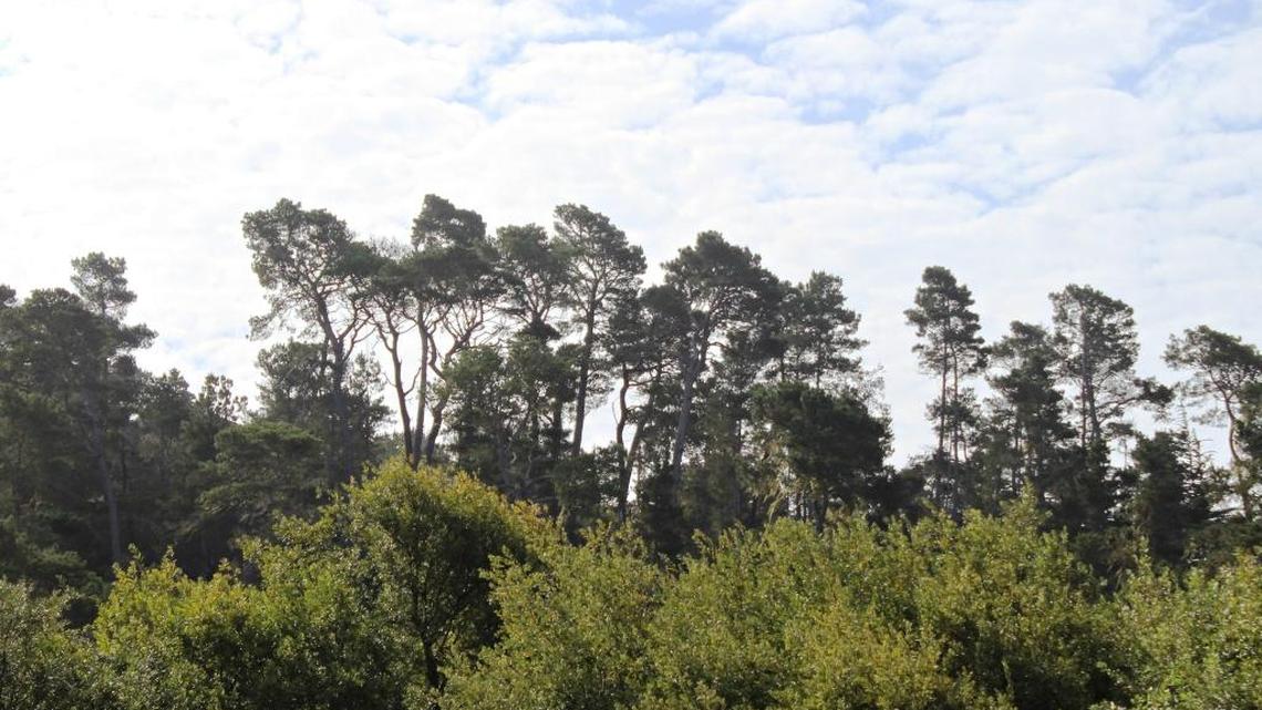 Cut Cambria’s pine forest some slack. It’s old — but not ‘very unhealthy’