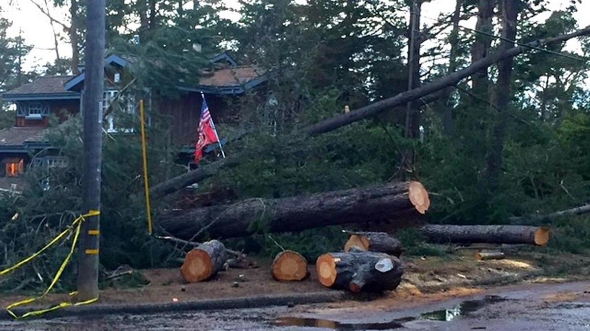 Partially cut trees are seen on Buckley Drive at Charing Lane in Cambria, scene of some of the worst damage from Monday’s storm.
