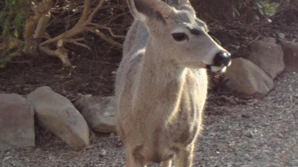 A buck is seen on a coastal trail.