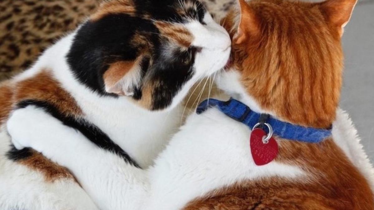 Trixie and Julius make an encore appearance as HART’s Cats of the Month.