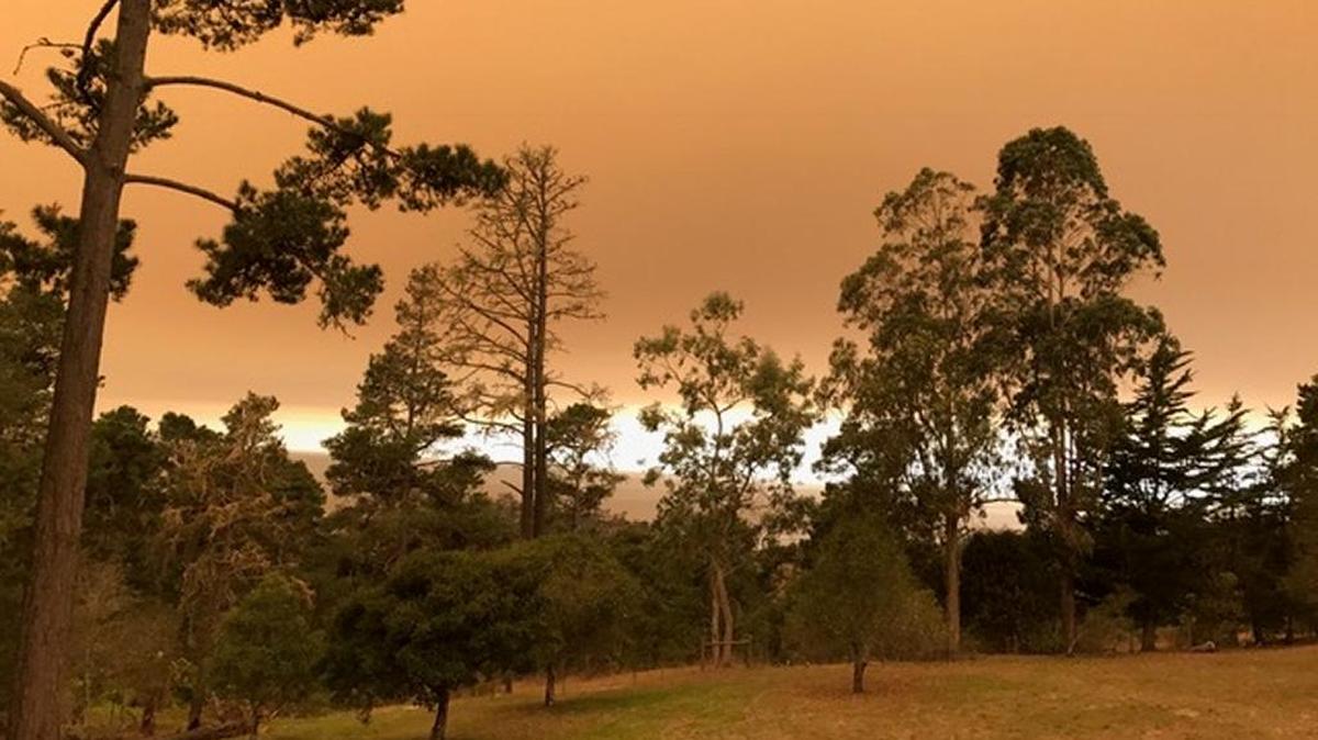Smoke from 2017 wildfires create an ominous sky over Cambria’s Monterey pine forest.