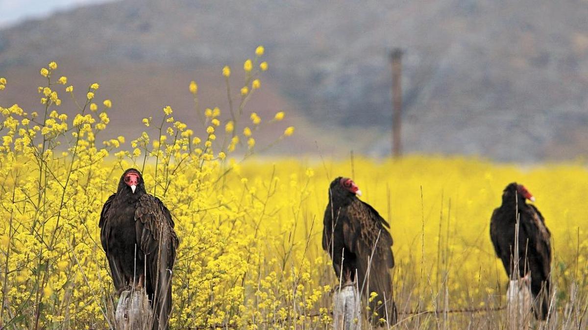 Three turkey vultures perch on fence posts near a field of flowering mustard plants along Los Osos Valley Road near Foothill Boulevard in April.