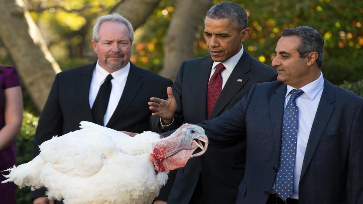 President Barack Obama pardons the National Thanksgiving Turkey, Abe, in 2015 during a ceremony in the White House Rose Garden.