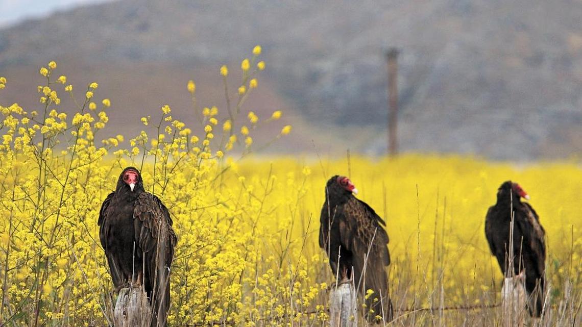 We could learn a few things from the humble buzzard