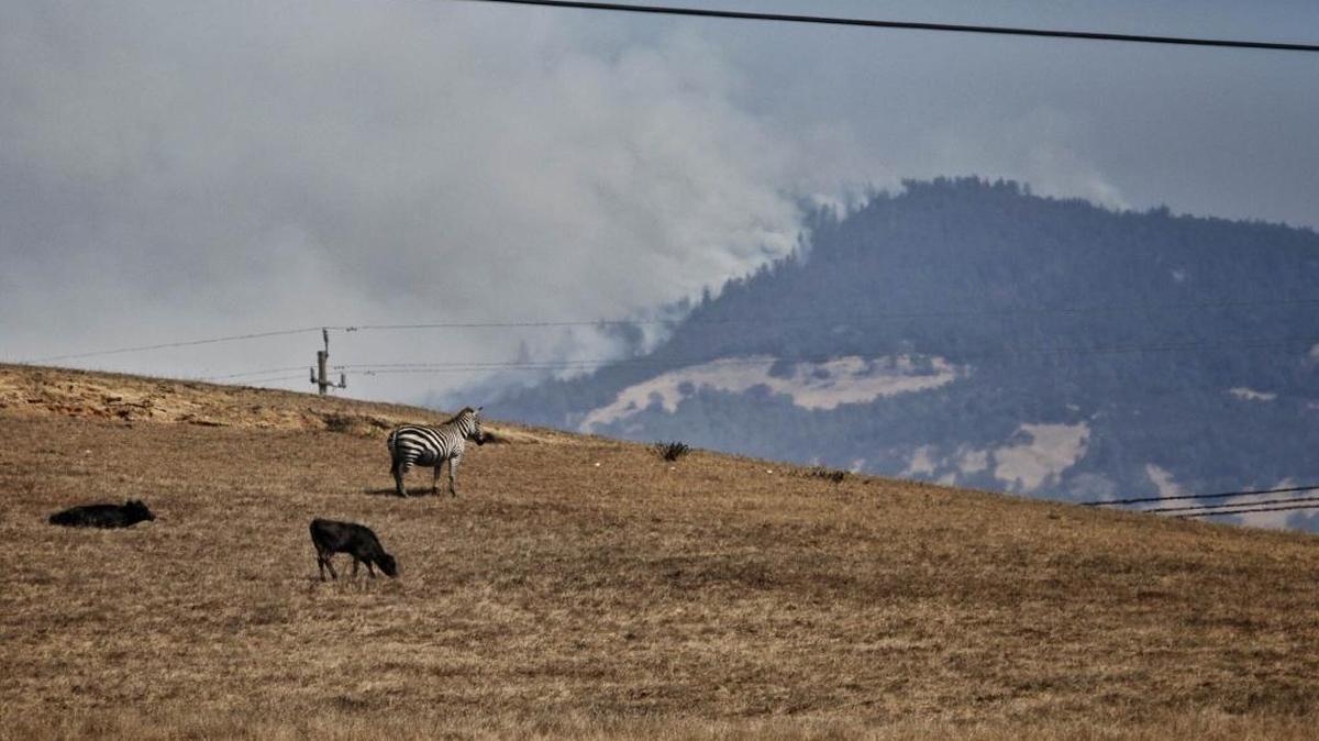 Zebras and cattle roam a hillside at Hearst Ranch on Saturday as smoke from the Chimney Fire billows in the background.