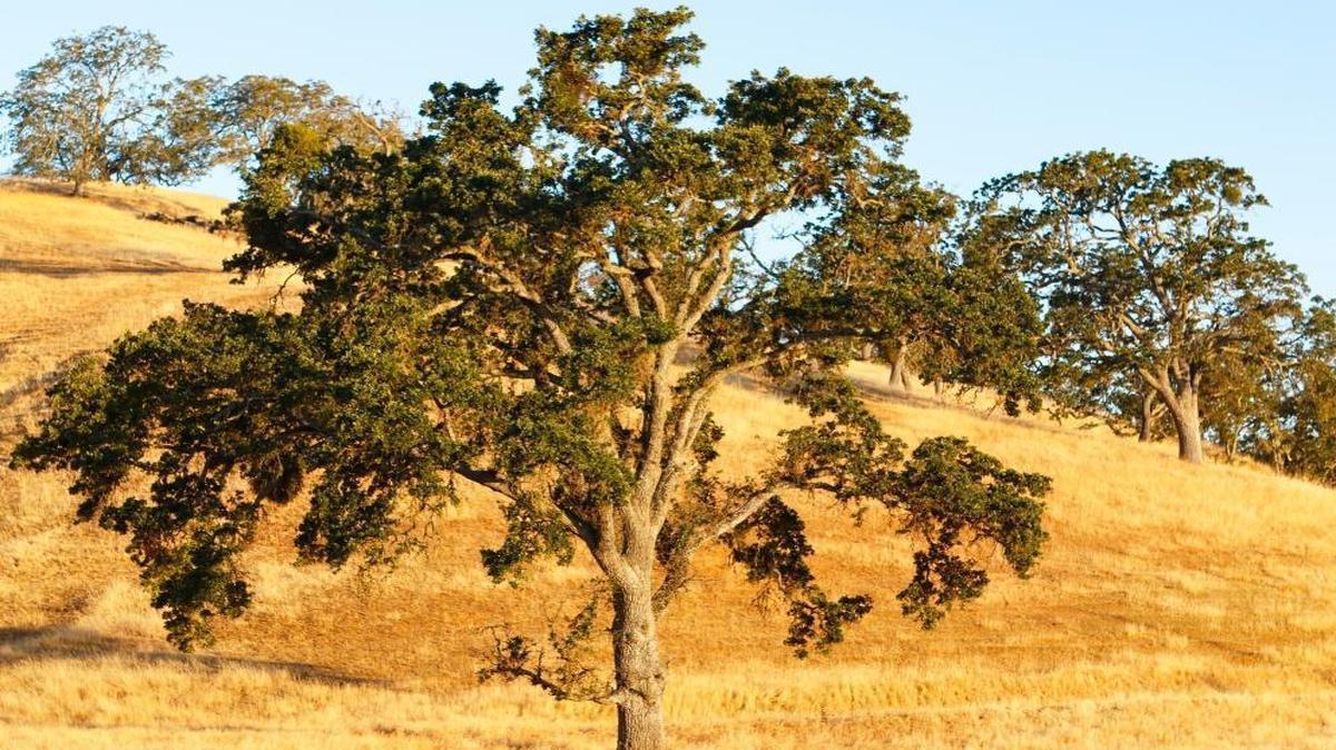 Oak trees shortly after sunrise on the Spanish Oaks Ranch next to Highway 101.
