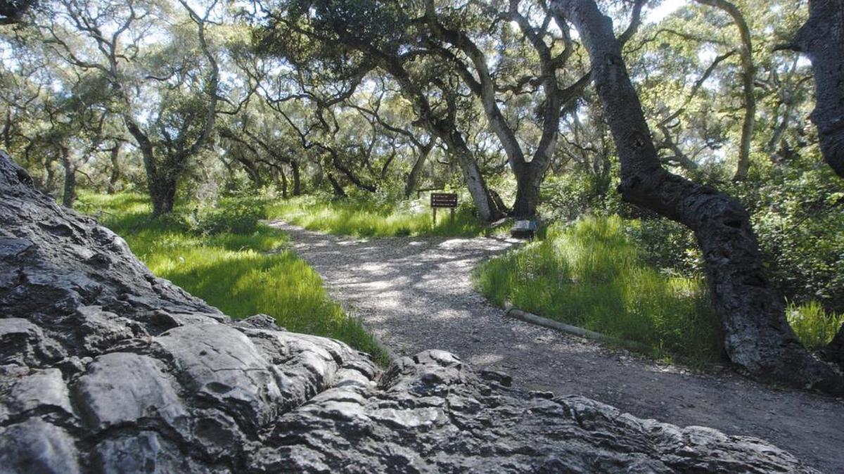 Trails invite the hiker at the Los Osos Oak Preserve off of Los Osos Valley Road.