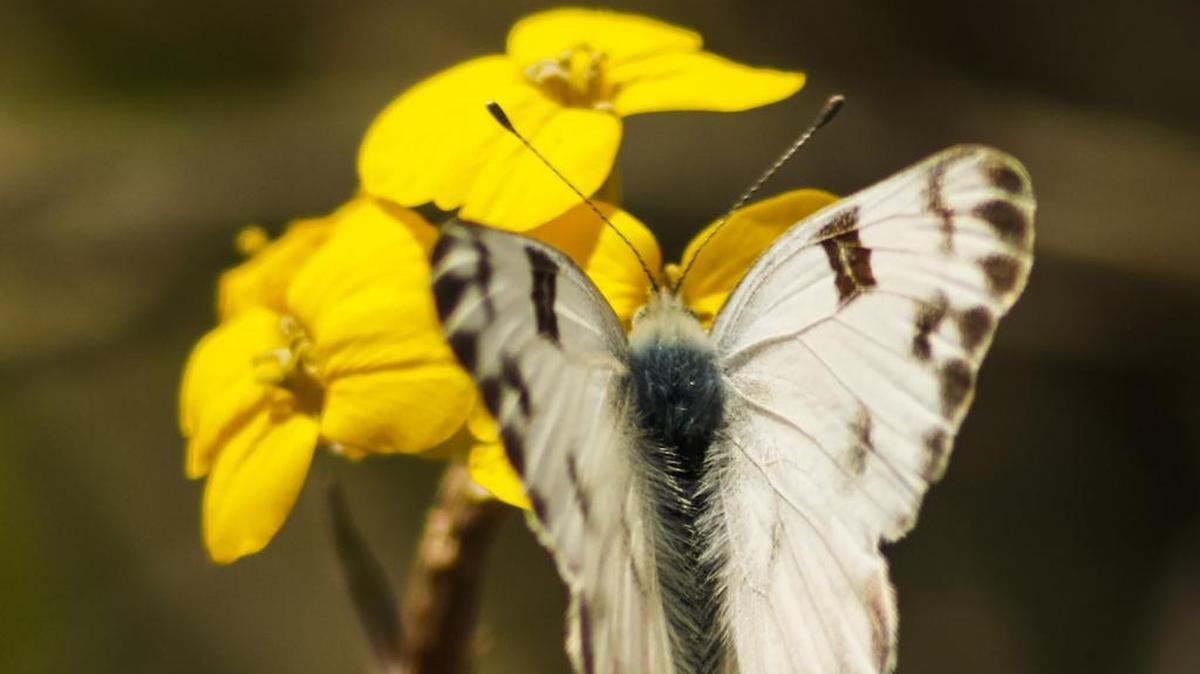 A Checkered White Butterfly rests on a mustard flower at Oso Flaco Lake.