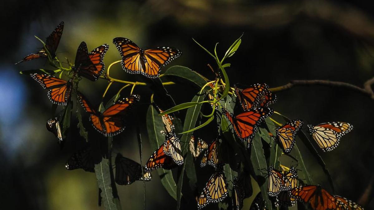 The butterflies are back at the Monarch Butterfly Grove in Pismo Beach.