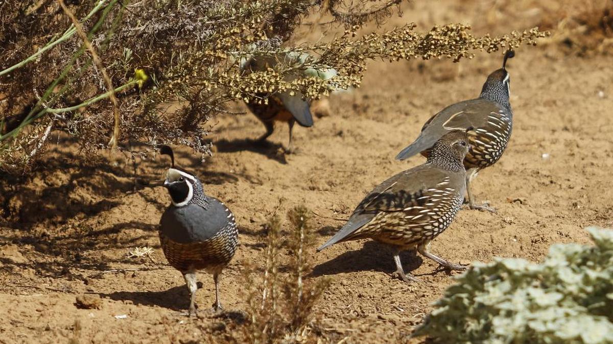 A group of quail meander around some brush at the San Luis Obispo Botanical Garden.
