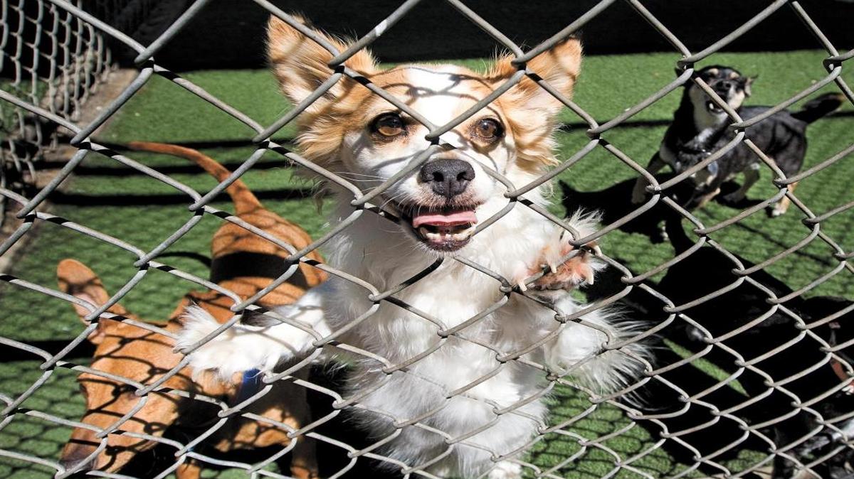 Dogs greet a visitor at the San Luis Obispo County Animal Services shelter in 2014. Paso Robles and Atascadero will rejoin a countywide agreement to build a new shelter.