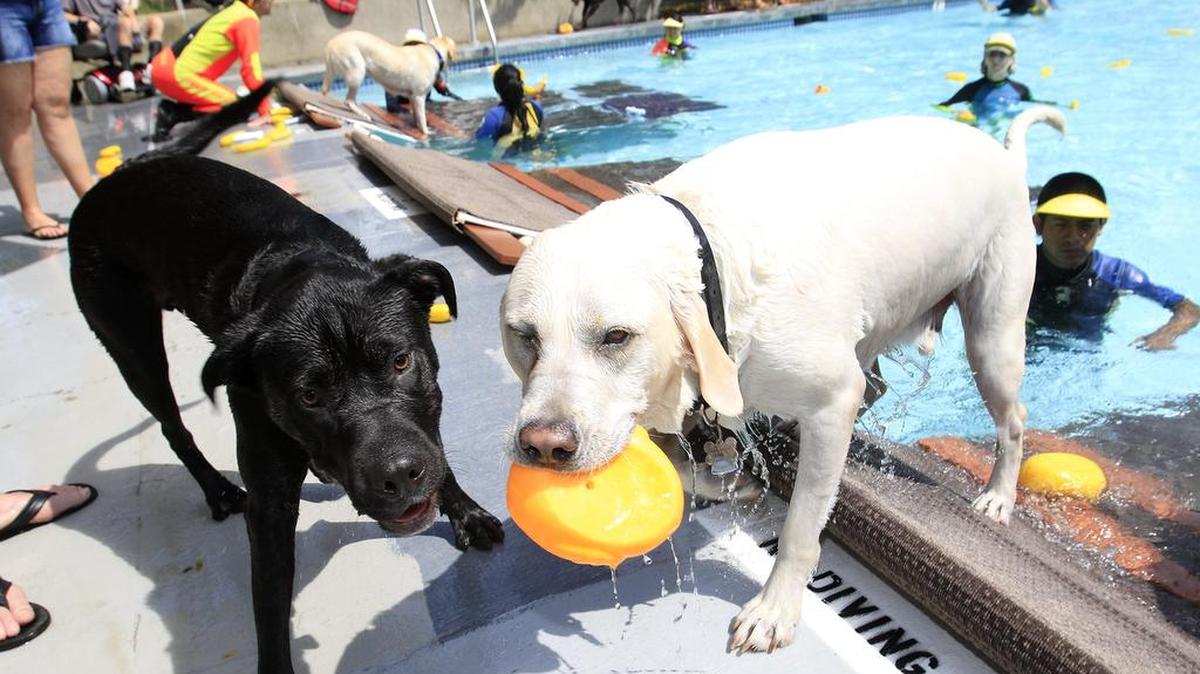 Parks4Pups, a nonprofit organization, is holding its popular Dog Splash Days at Templeton Community Pool on Sunday.