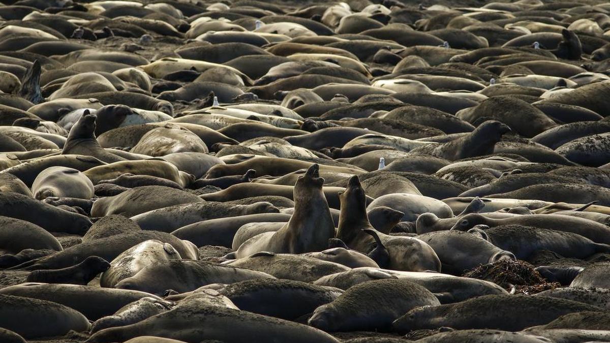 A pair of female elephant seals clash on a packed beach at the Piedras Blancas rookery.