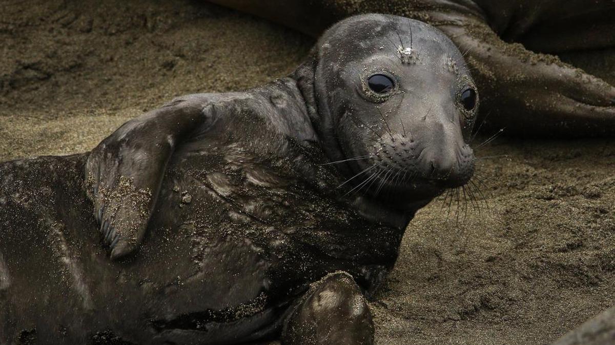 A baby elephant seal takes a look around its patch of beach at the Piedras Blancas rookery. The Morro Bay Library is offering a presentation on the seals on Friday.