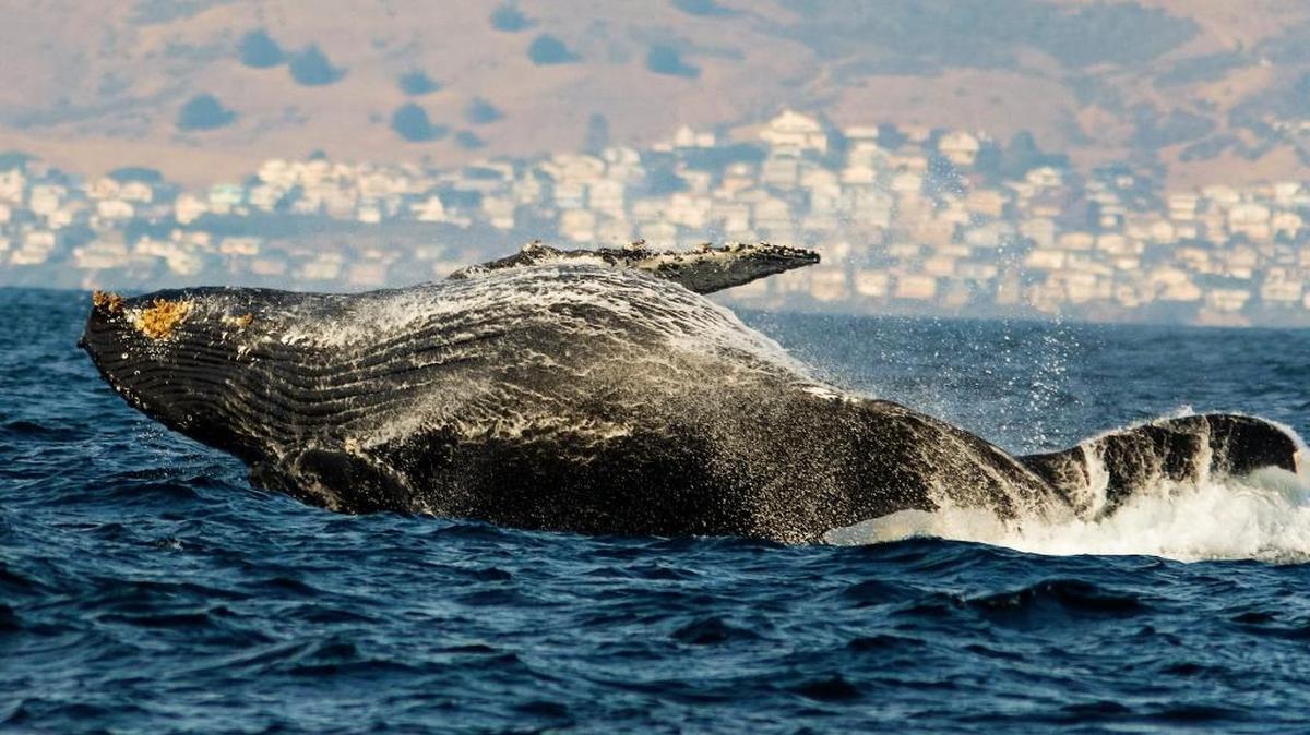 A humpback whale breaches in the waters off of Morro Bay in 2016. The Coastal Discovery Center in San Simeon will teach people how to identify the whales and dolphins commonly seen on the Central Coast.