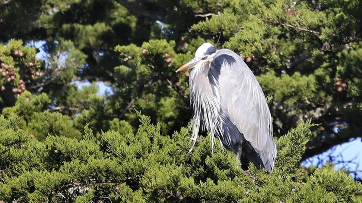 The annual Morro Bay Winter Bird Festival returns to the Central Coast this weekend. Here, a Great Blue Heron relaxes is some trees in the Heron Rookery near the Morro Bay State Park Museum of Natural History.