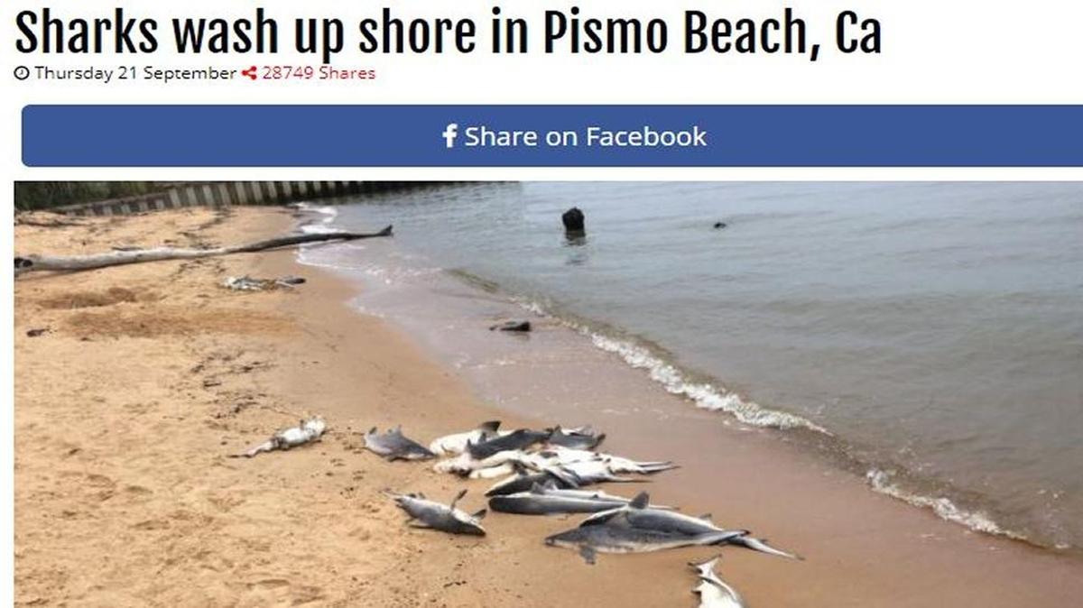 An article posted on React365 claims to show dead sharks on Pismo Beach. The photo used with the post — which is false — appears to originate from a 2016 article by TV news station WKRG out of Mobile Bay, Alabama. As of Thursday morning, the link had been shared more than 3,300 times on Facebook.
