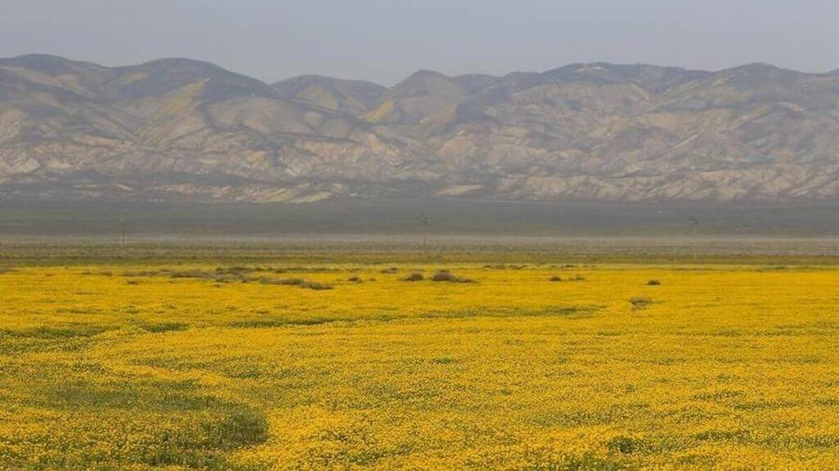California Valley.