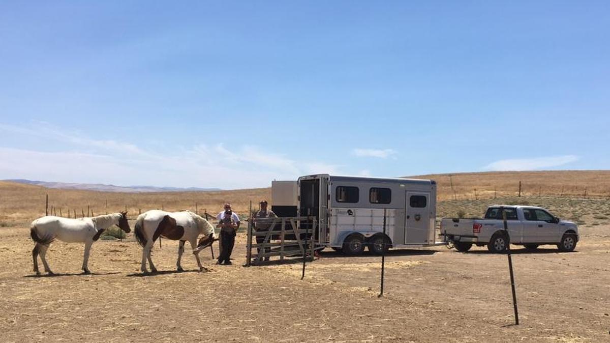 A Paso Robles woman has been charged with felony animal neglect for failing to give horses adequate food and water for as long as six days in rural California Valley, as temperatures reached more than 100 degrees. Eleven horses were seized from the property, the San Luis Obispo County Sheriff’s Office said Tuesday.