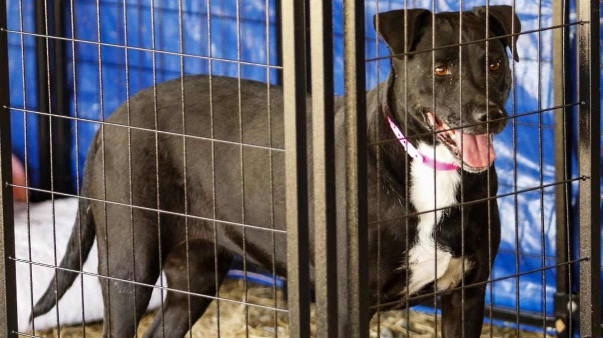 A seized dog from Atascadero being housed at the San Luis Obispo County Animal Services Center. The San Luis Obispo City Council will address its barking dog policy on Tuesday.