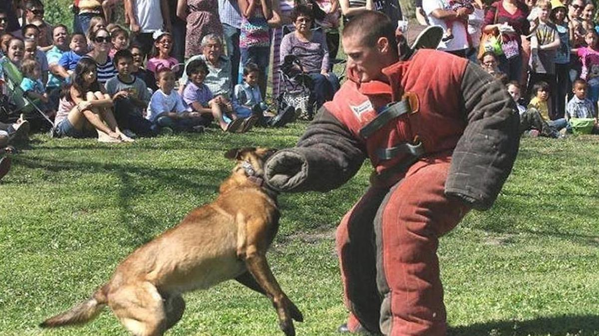 Former Grover Beach police officer Alex Geiger performs K-9 training exercises in a bite-proof suit with a dog in Hanford in 2013. In 2016, his personally owned retired police dog (not the one shown herer) escaped its yard and mauled two neighbors, killing one.
