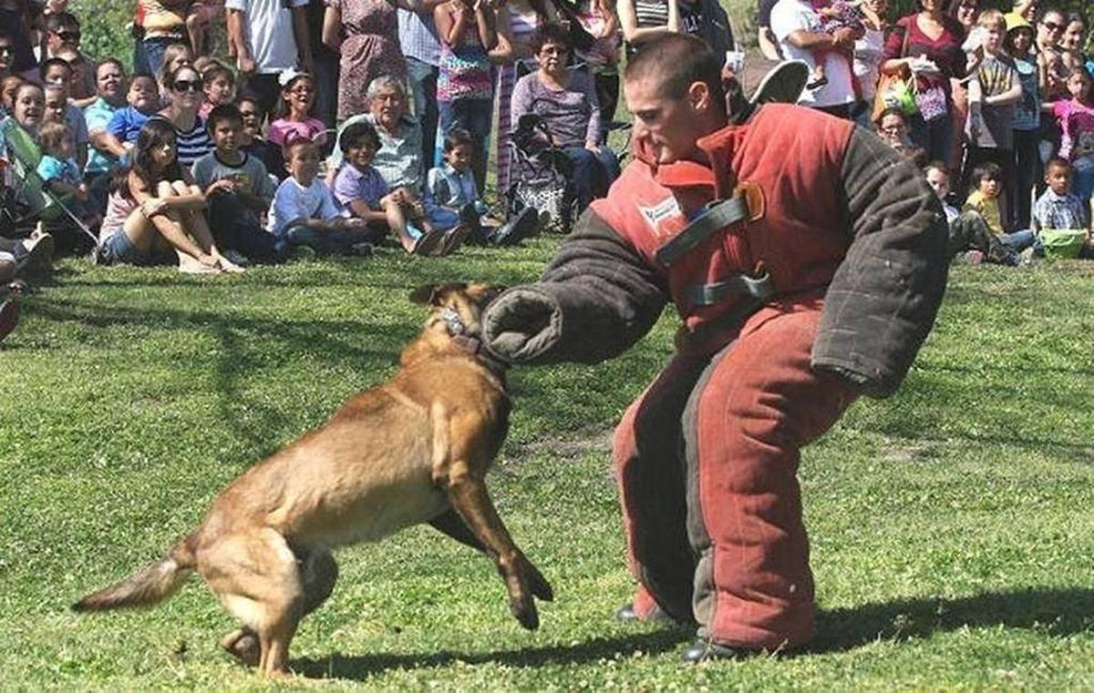 Alex Geiger performs K-9 training exercises in a bite-proof suit with a dog in Hanford in 2013. Geiger worked as a Grover Beach police officer in December when his personal dog — his former partner at a previous department — attacked two neighbors, killing one of them.