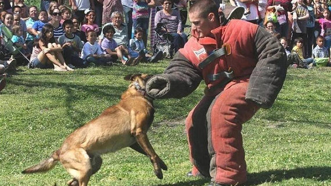 Alex Geiger performs K-9 training exercises in a bite-proof suit with a dog in Hanford in 2013. Geiger worked as a Grover Beach police officer in December when his personal dog — his former partner at a previous department — attacked two neighbors, killing one of them.