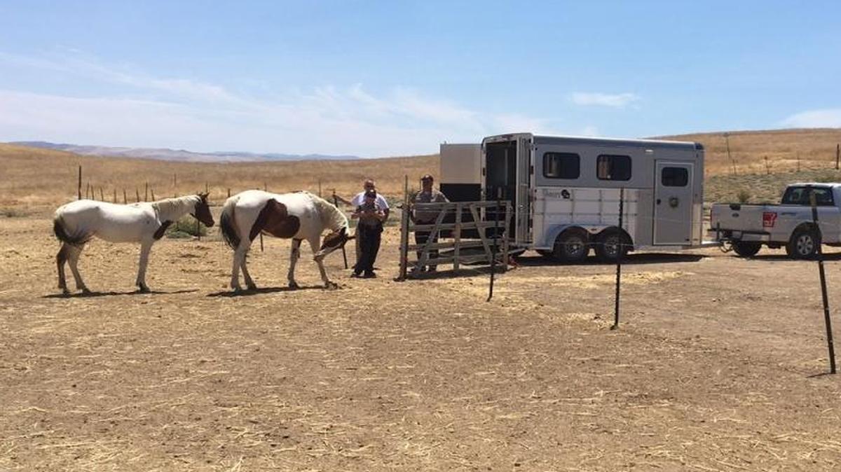 A Paso Robles woman has been charged with felony animal neglect for failing to give horses adequate food and water for as long as six days in rural California Valley, as temperatures reached more than 100 degrees. Eleven horses were seized from the property, the San Luis Obispo County Sheriff’s Office said Tuesday.
