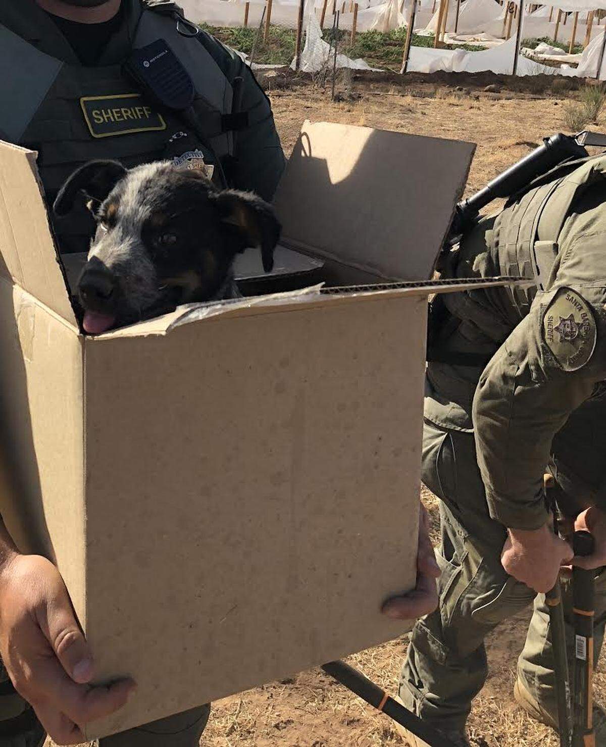 A puppy found near an illegal marijuana grow in the Cuyama Valley was later adopted by a Santa Barbara County Sheriff’s Office detective.