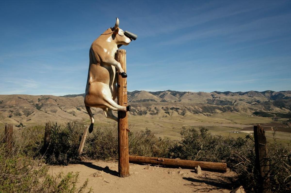“Moo with a View,” the cow sculpture atop Islay Hill in San Luis Obispo, was defaced with Nazi graffiti last week. The graffiti was removed over the weekend.