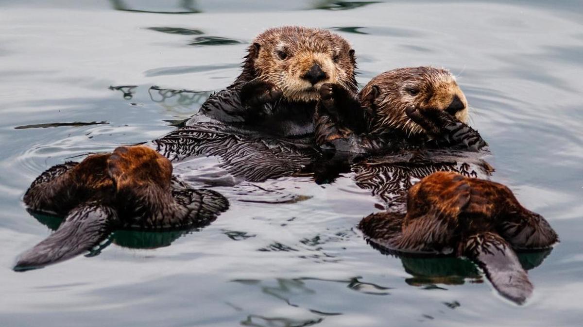 A pair of sea otters hold paws while they float inside the Morro Bay harbor. Officials are looking for answers after a skinned sea otter was found on a beach near San Simeon.