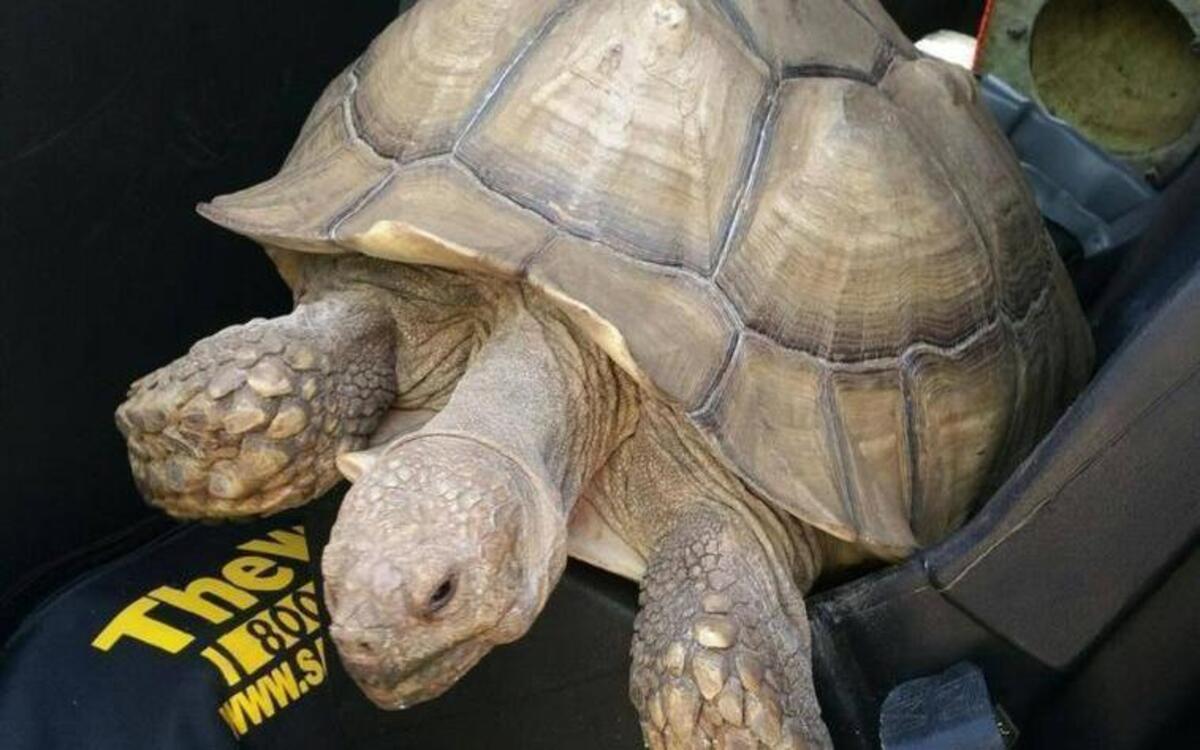 A tortoise was found in north Grover Beach on Tuesday morning.