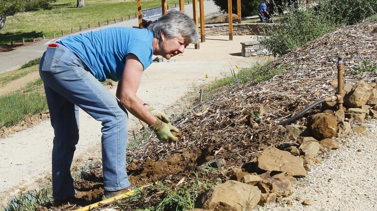 Eva Vigil, volunteer and founder of the Friends of San Luis Obispo Botanical Garden, works on the new Fire Safe Garden in El Chorro Regional Park on Highway 1.
