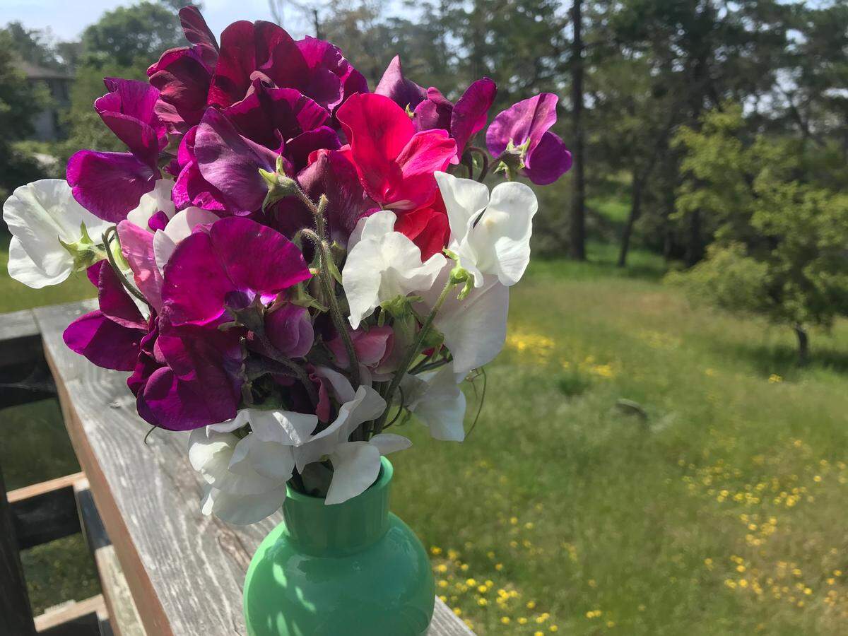 This bouquet of sweet peas serves as a reminder for Tribune columnist Kathe Tanner to stop and savor life’s fleeting beauty.