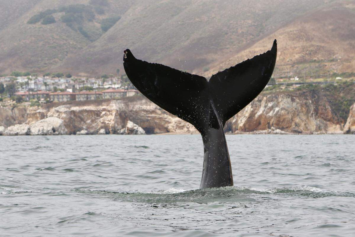 A humpback whale kicks up its tail off Pismo Beach on Friday, July 12, 2024.