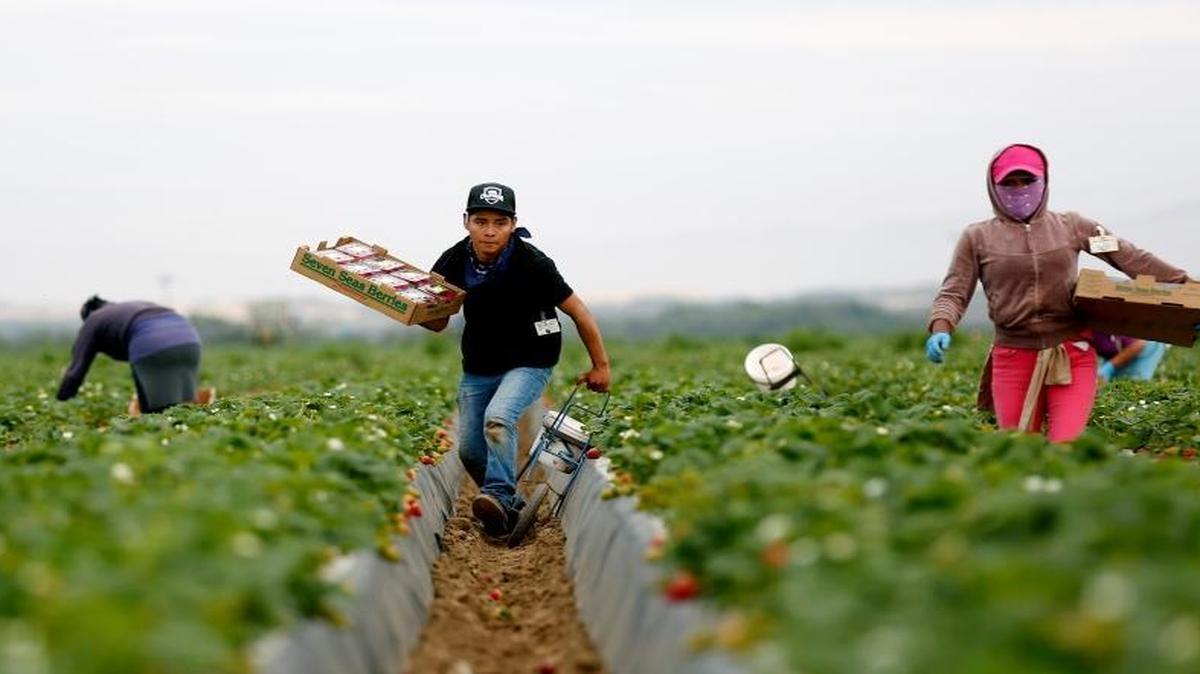 Jose Gonzalez, of Oaxaca, Mexico, picks strawberries near Guadalupe for Mar Vista Berry, owned by Greg France of Nipomo. Gonzalez gets paid $1.80 per box and picks 60 boxes in four hours.