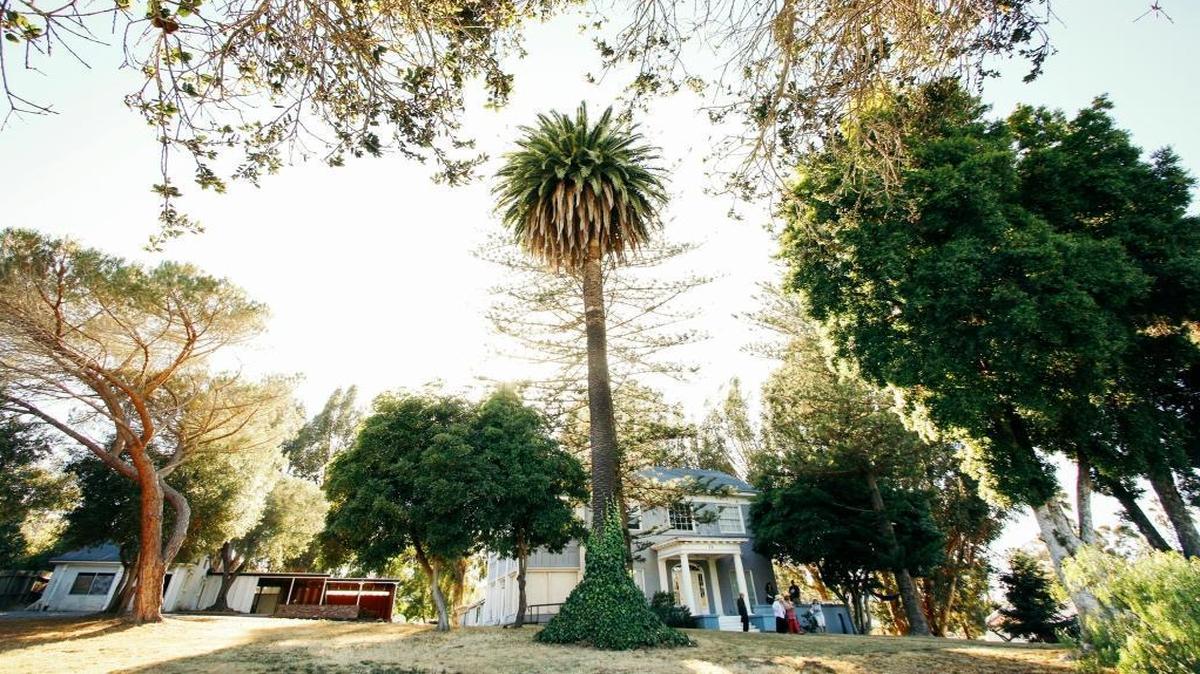 Residents are concerned about a proposed housing development at 71 Palomar Ave., the impact it would have on the neighborhood and on the trees at the property.