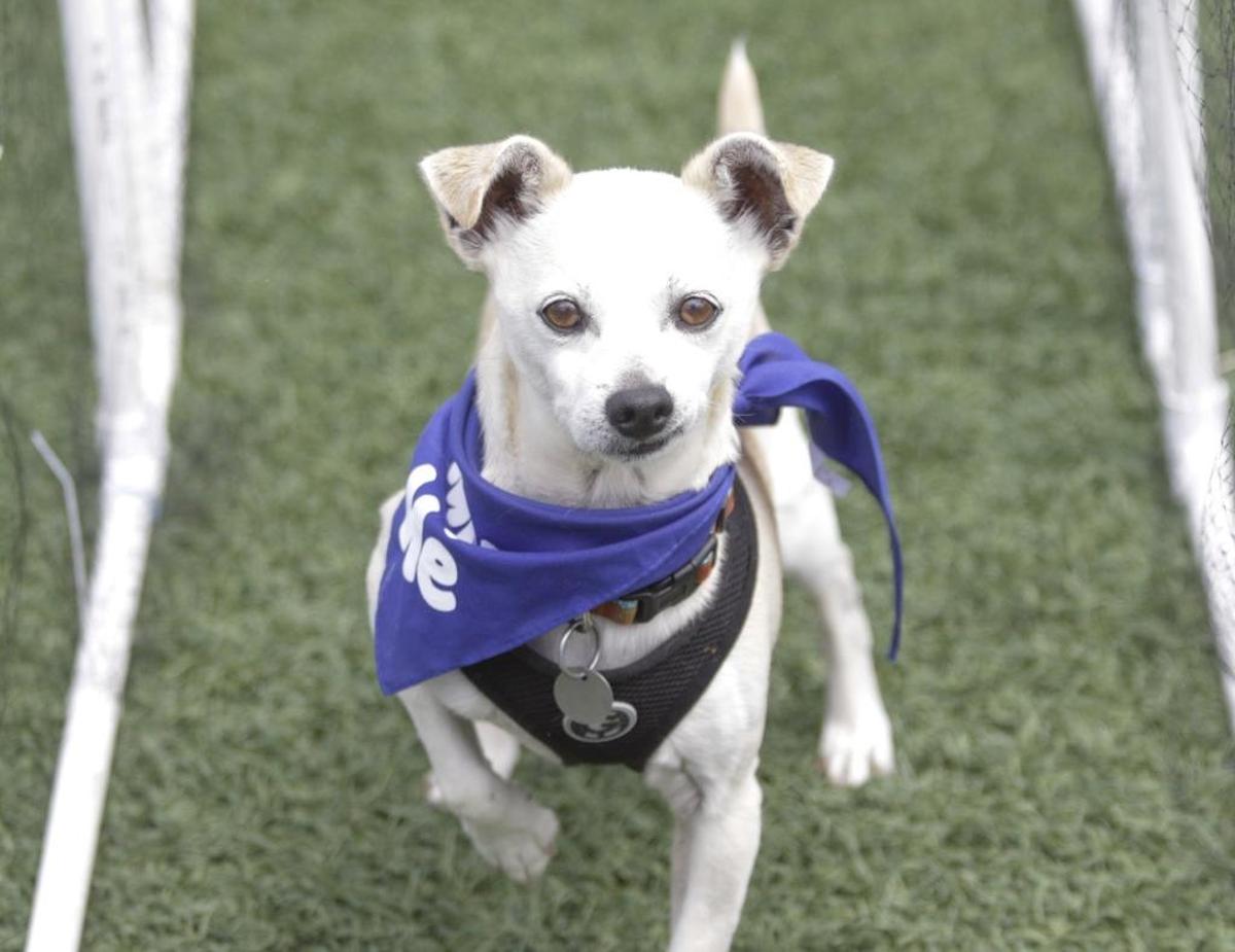 Paco, a dog available for adoption, didn’t get the racing idea and wandered in the track enclosure.