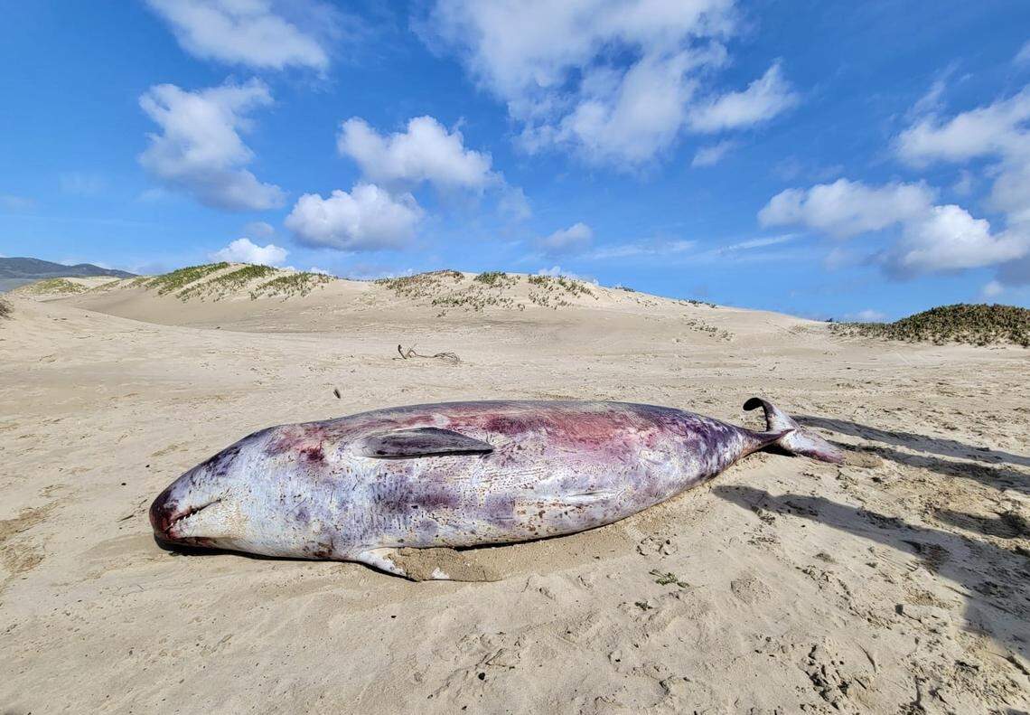 The Marine Mammal Center responded to reports of a dead pygmy sperm whale on Pismo State Beach on Feb. 14, 2025.