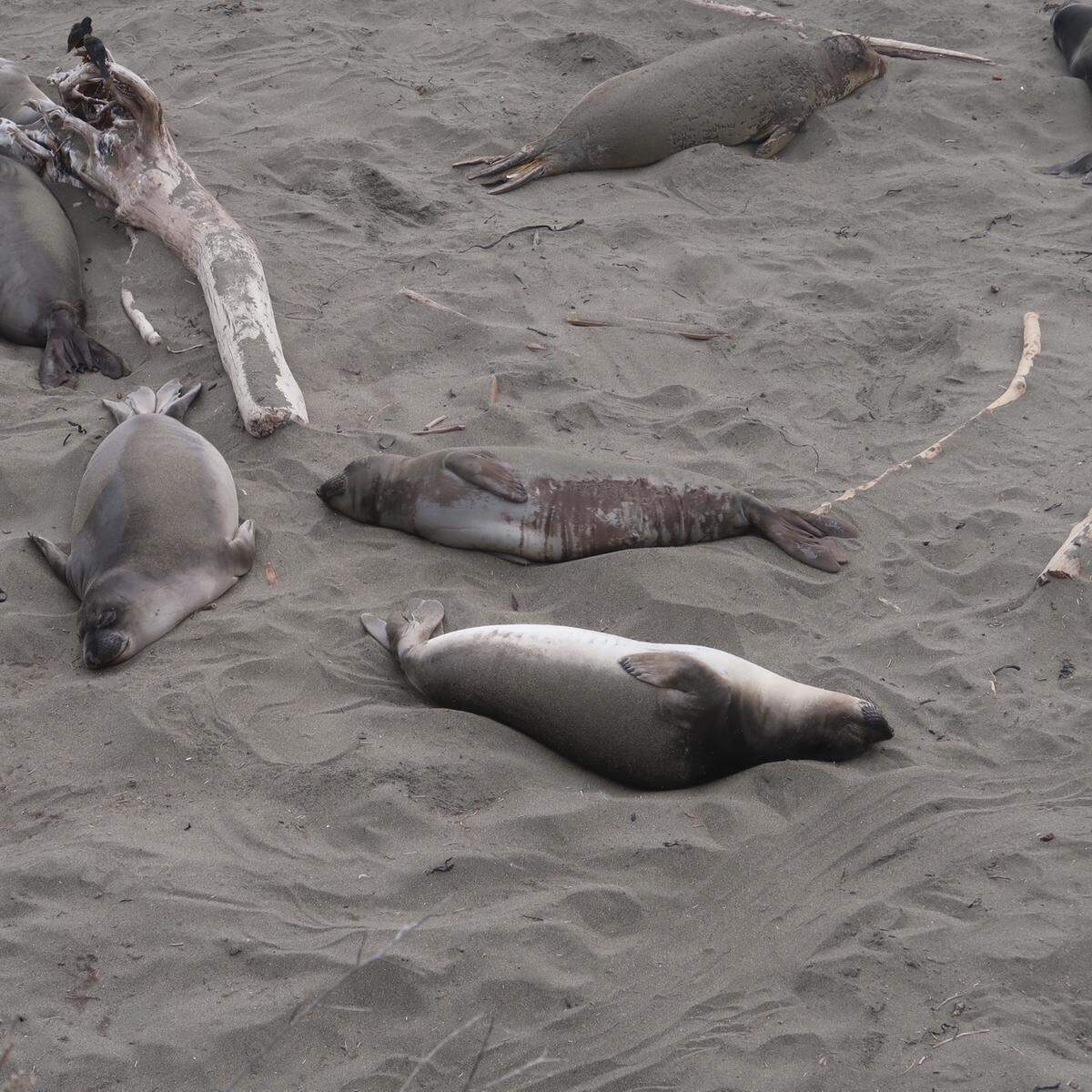 Weaners should get nice and fat, like one of these elephant seal pups. The other may be at risk when it leaves the beach at Piedras Blancas.