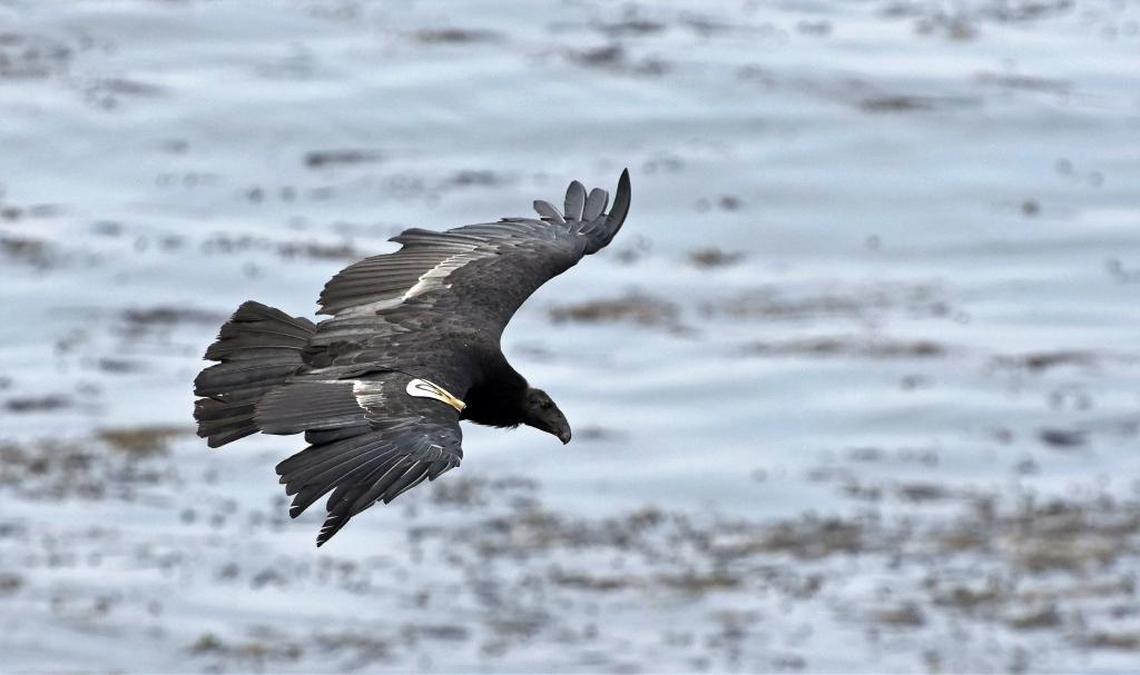 A condor flies over the water near Big Sur.
