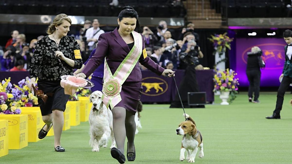 Mallori Seifert of Atascadero and her beagle, “Miles,” won top honors at the Westminster Kennel Club Dog Show in New York City on Tuesday, Feb. 14, 2017.
