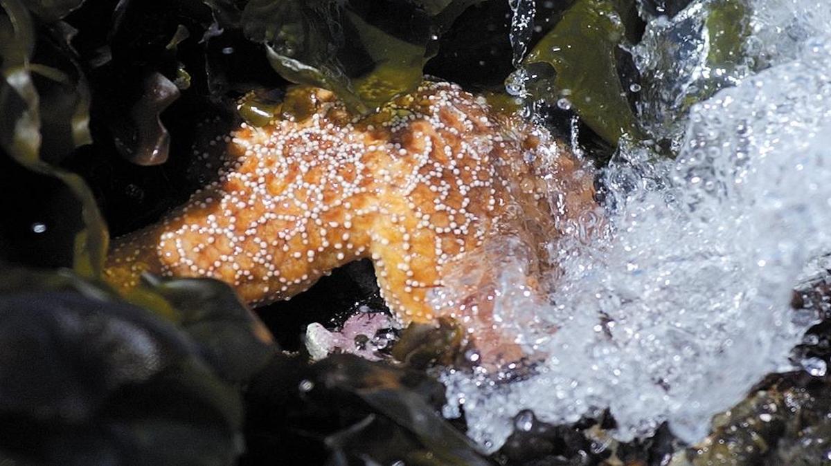 A sea star hangs onto the rocks as a wave washes over at Corallina Cove in Montaña de Oro State Park. Learn local history while exploring the tide pools Thursday at the cove.