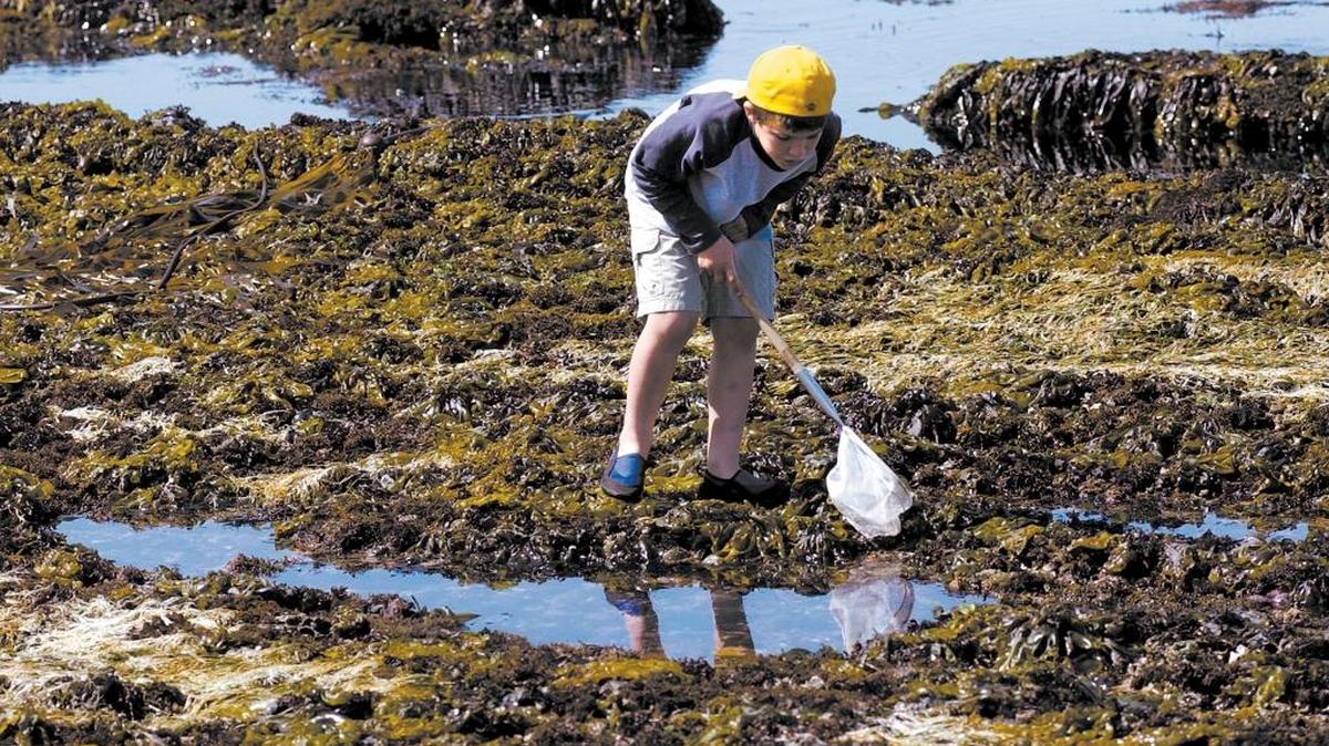 Explore the tide pools of Montaña de Oro State Park on Feb. 27.