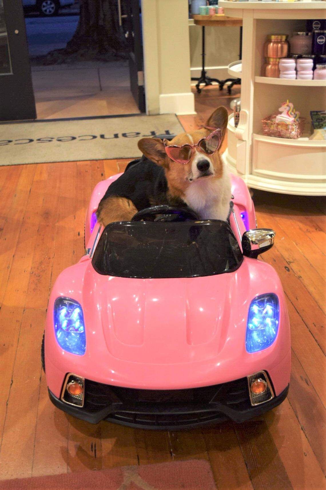 On his first outing in downtown San Luis Obispo, Olliver posed with people wearing different sunglasses like those pictured above.