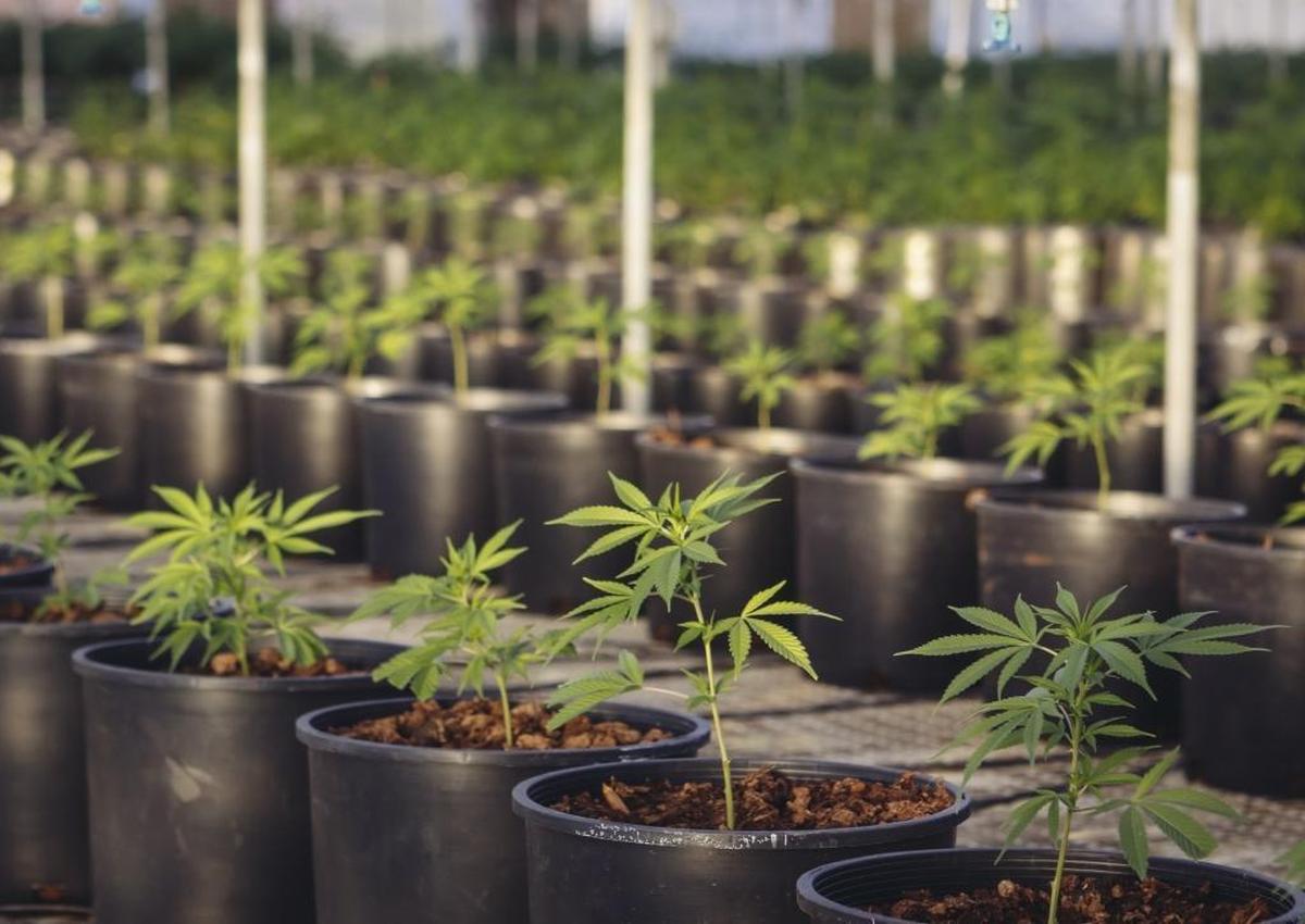 Rows of marijuana plants.